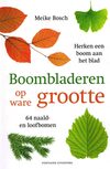 Boombladeren op ware grootte